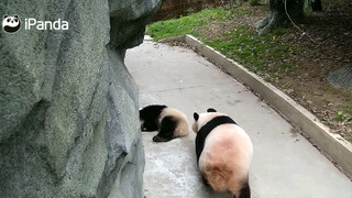 【Panda Ji Xiao】Scared the Caretaker