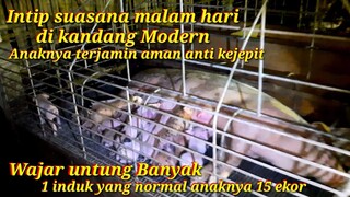 Kandang babi modern sederhana yang baik dari besi || iron pig pen the farm design