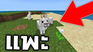 เเพะ!! ในมายคราฟ มีประโยชน์อะไรบ้าง | Minecraft PE