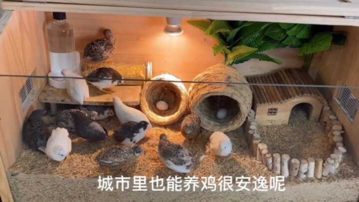 养芦丁鸡怎么养？如何实现鸡蛋自由？芦丁鸡入坑指南，基础装备指导，饲养技巧，用品自制，看这篇！