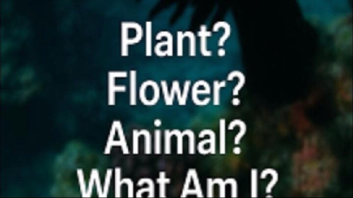 "Not a Plant, Not a Flower: The Wild Life of Sea Anemones!"