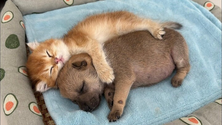 ลูกแมวและเพื่อนสุนัขตัวน้อยของมัน