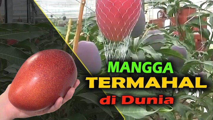 PERLAKUAN BIBIT MANGGA MIYAZAKI / ERWIN AGAR CEPAT TUMBUH SUBUR DAN BERBUAH LEBAT