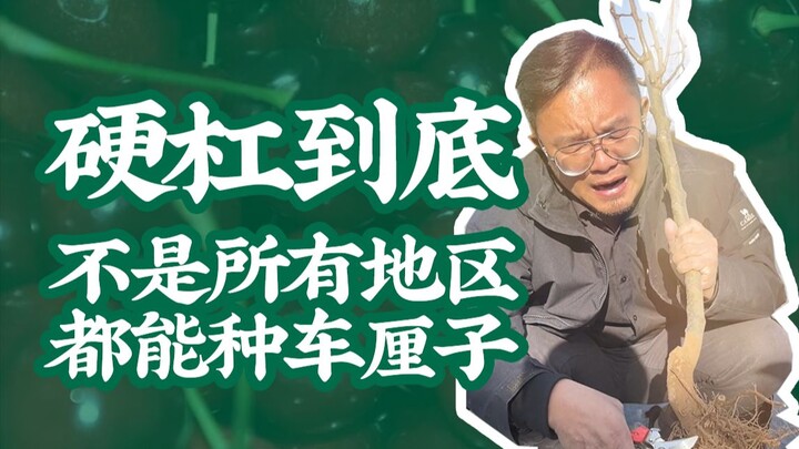 Warning: Not Every Region Is Suitable for Growing Cherries!