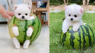 Funny and Cute Dog Pomeranian 😍🐶| Funny Puppy Videos #163