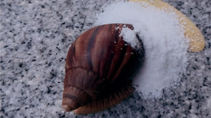 Eliminate African giant snails