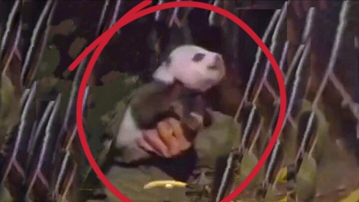 After the wild giant panda mom “gets cozy” with Professor Pan, even her cub will let him hold it!