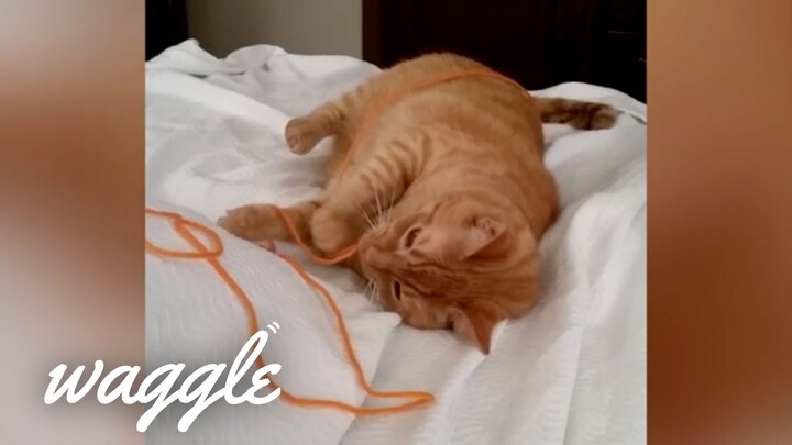 Orange Cats | Cute Cat Video Compilation