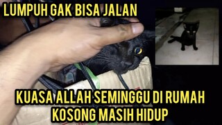 Astagfirullah Kucing Lumpuh Karena Kecelakaan Numpang Tinggal Di Rumah Kosong Untuk Bertahan Hidup.