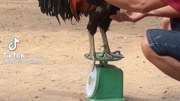 gà nòi giã cầy nhậu thôi