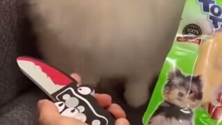 Seekor Pomeranian yang sangat populer di luar negeri, dengan gaya berpakaian sendiri