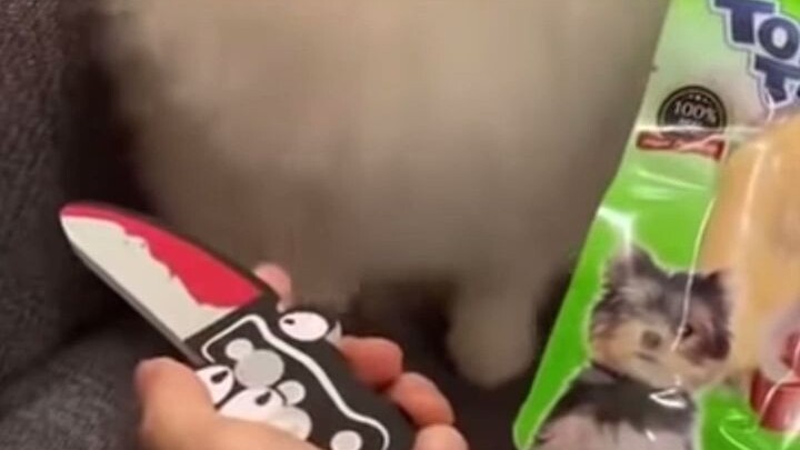 Seekor Pomeranian yang sangat populer di luar negeri, dengan gaya berpakaian sendiri