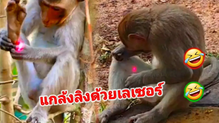 แกล้งลิง กุมภวาปี ด้วยเลเซอร์ EP21 2021🐒😂Tancyber