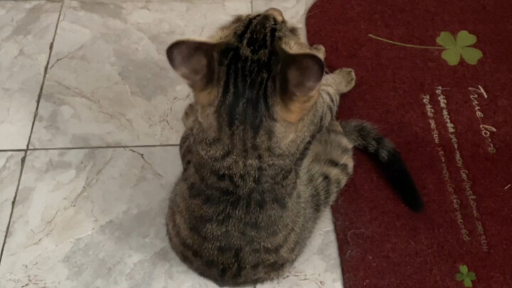 Why do kittens rub against you and act extra cute whenever you’re using the bathroom?