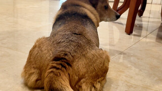 The Chinese native dog's superb sense of proportion makes Zhuangzhuang a good dog for Jazz.