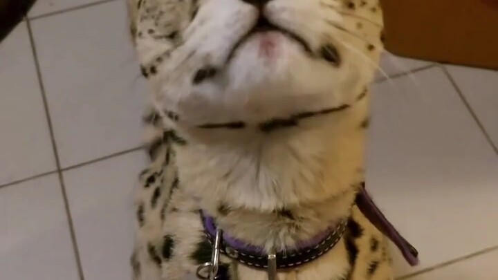 A Serval That Barks Like a Dog