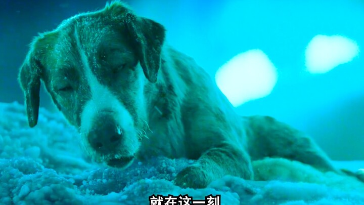 Dog Sold to the Deep Mountains Endures Trials to Become the King of the Forest