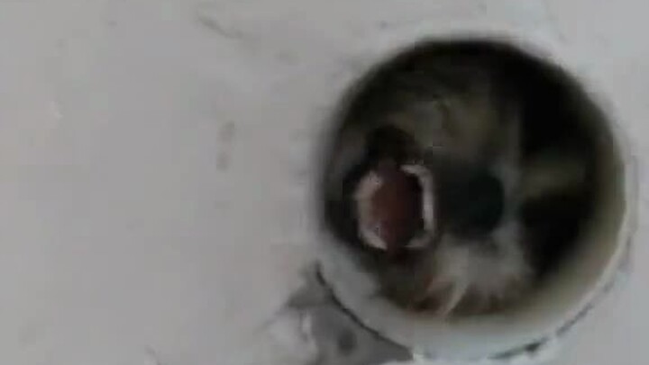 Warning: Don’t watch if you’re easily scared! Just sticking my head out almost scared the life out o