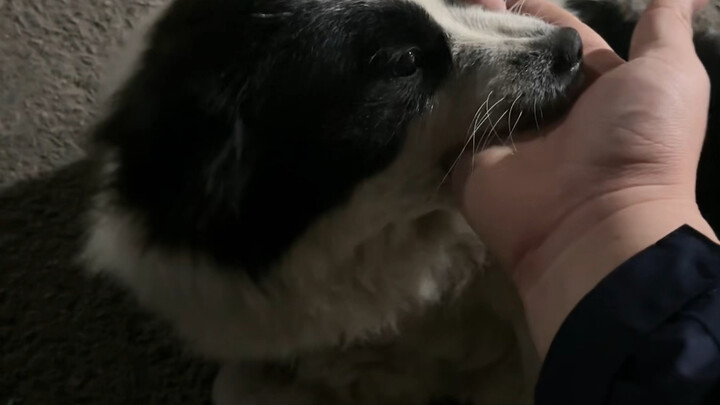 Chú cún dễ thương