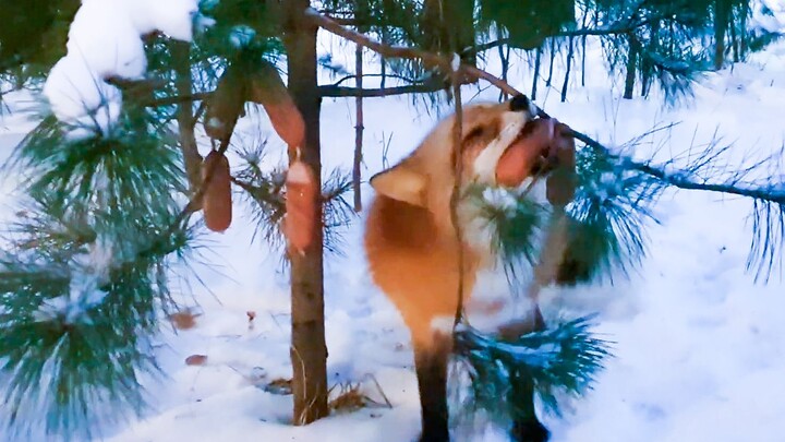 Only Russians would hang sausages on their Christmas tree to feed the foxes ಠᴗಠ