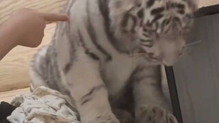 هكذا هي القطط المنزلية. لكل منزل قواعده الخاصة.