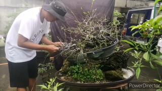 bonsai Time lapse - raft kalyos - bonsai philippines