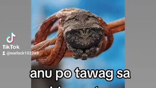 kahit sa yt walang videos anu kayang gagamba yan