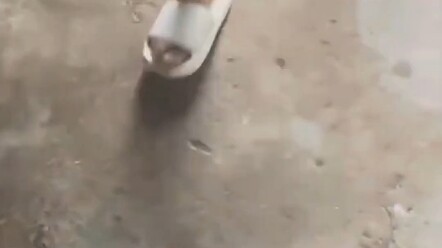 Pria membuat perangkap otomatis untuk menangkap banyak kucing liar guna diperdagangkan #Perlindungan