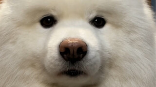 This dog can't be kept anymore; it says it's planning to run away from home.