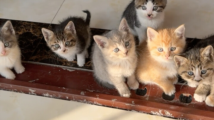 I found a pregnant cat while fishing, and one of her kittens just won’t get used to me.