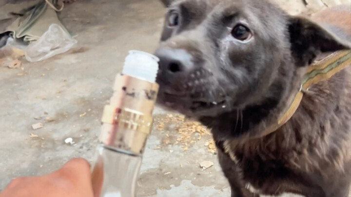 My dog enjoys a few sips now and then, living a carefree, joyful life.