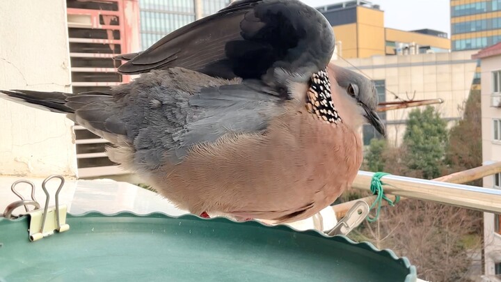 Sudah kesal nih 😡 Sudah kesal nih 😡 Sudah kesal nih 😡 … (berulang berkali-kali)