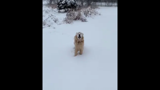 นึกว่าเป็นหมีขั้วโลกในอีกชาติหนึ่ง ❄️☃️🌨