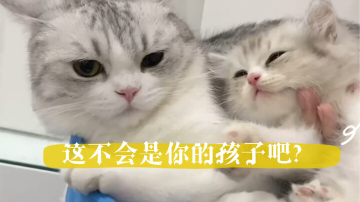 My cat actually has a “secret child” out there???