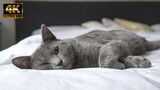 [4K]  TỔNG HỢP NHỮNG CHÚ MÈO DỄ THƯƠNG | CUTE CAT MOMENTS | KID'S ANIMALS