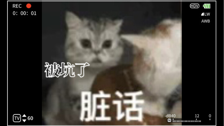 281K silent videos are completely useless—everyone, beware and steer clear!