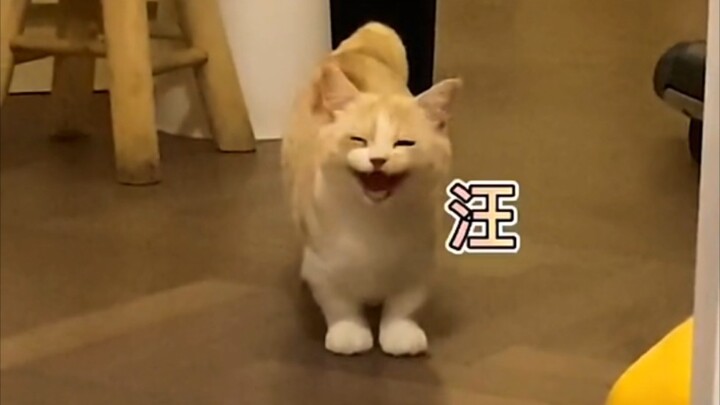 Đừng bao giờ để mèo của bạn thường xuyên chơi với chó, nếu không bạn sẽ nhận được hai “cục cưng” đán