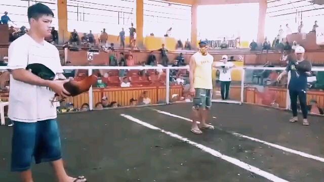 hakfight/bullstag