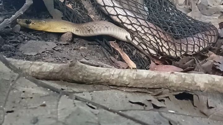 snake rescue mission