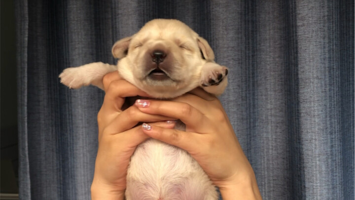 The Evolutionary History of the Labra Pig