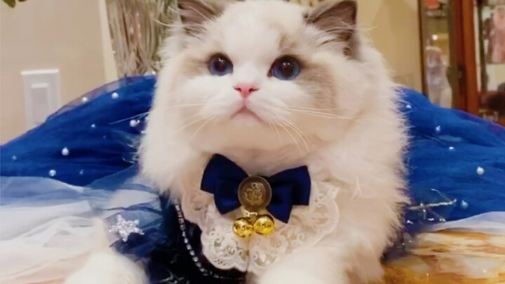【Mèo Ragdoll】Ngày nào cũng bị chú mèo này làm cho tan chảy