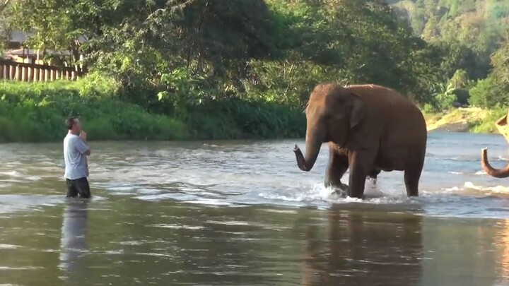 After 14 months of separation, elephants recognized their former human friends at a glance!