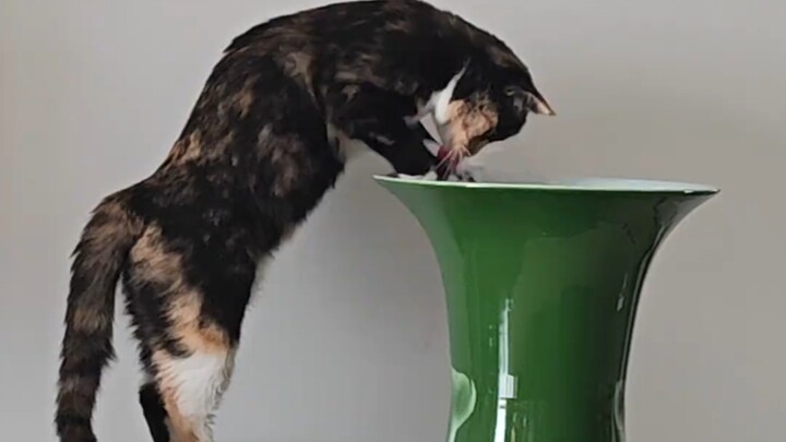 Good job, little cat!