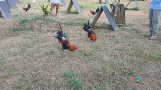 comando gf