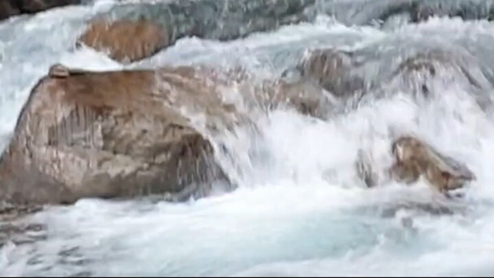 cast net fishing in Nepal | himalayan trout fishing with handmade cast net |