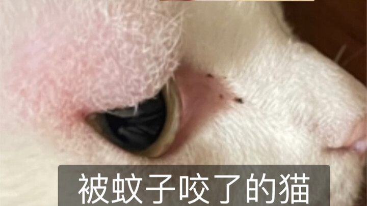 Nói Đức Văn thông minh đi, thì cô ấy suýt chết cóng; bảo cô ấy ngốc đi, thì lại còn biết lau kính nữ