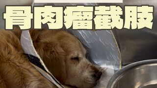 Vì mạng sống của nó, cuối cùng chúng tôi chỉ có thể lựa chọn cắt bỏ chi.
