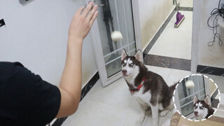 What if you hit a husky dog with meat buns?