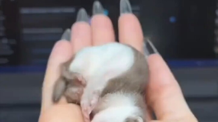Why is the Long-tailed Weasel the Cutest Killer?