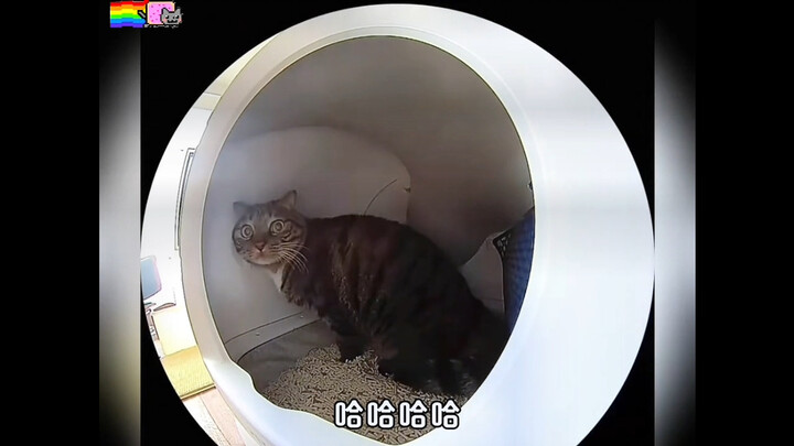 Cats, I'm really at a loss!